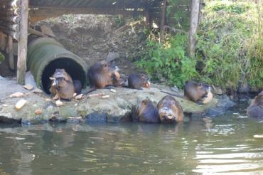 Vycházka za nutriema do Tojic