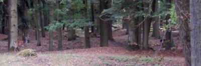 A zase jsme jeli vláčkem